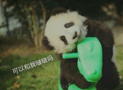 熊猫团子带字微信QQ表情包