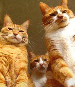 一群猫表情包_一群猫咪表情图片