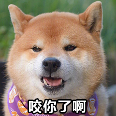 柴犬表情包 柴犬搞笑表情包图片（3）