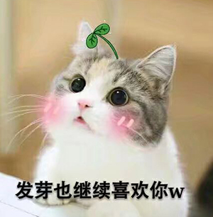 撒娇的表情包 猫咪撒娇表情图片（4）